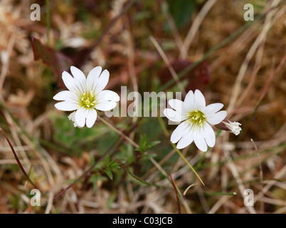 Greater Stitchwort (Stellaria holostea), Ireland, Europe Stock Photo