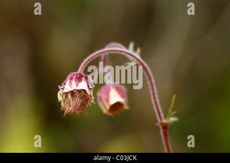 Water avens (Geum rivale), Burren, Ireland, Europe Stock Photo