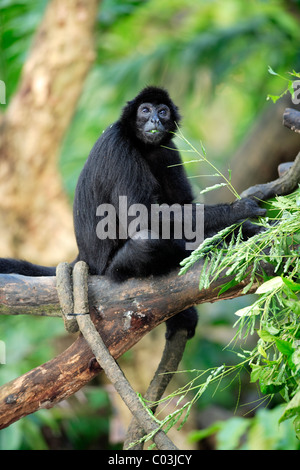 Peruvian Spider Monkey (Ateles Chamek), adult in a tree, South America Stock Photo
