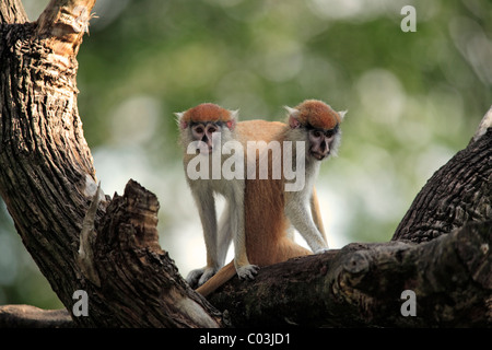 Patas Monkey (Erythrocebus patas), two juveniles in a tree, The Gambia, Africa Stock Photo