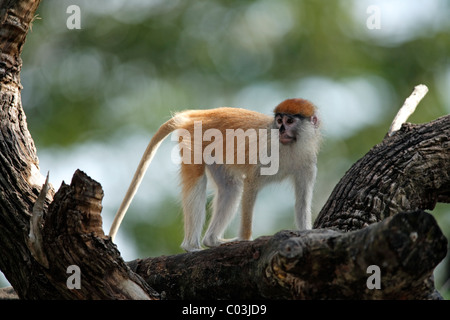 Patas Monkey (Erythrocebus patas), juvenile in a tree, The Gambia, Africa Stock Photo