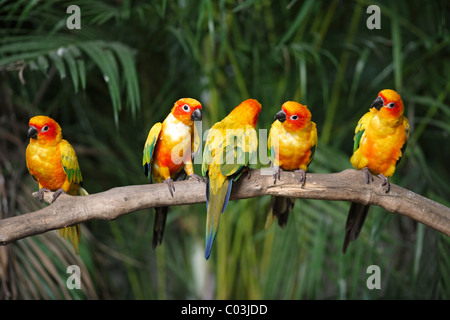 Sun Parakeet or Sun Conure (Aratinga solstitialis), adult birds perched on a branch, South America Stock Photo
