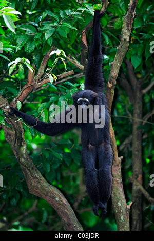 Agile Gibbon or Black-handed Gibbon (Hylobates agilis), adult hanging in a tree, Asia Stock Photo