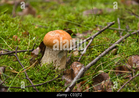 Orange Birch Bolete mushroom (Leccinum versipelle) Stock Photo