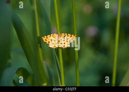 Speckled Yellow moth (Pseudopanthera macularia) Stock Photo