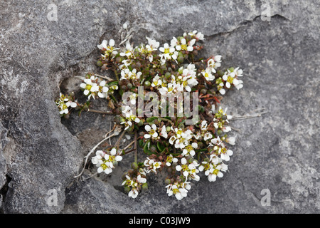 Common Scurvygrass (Cochlearia officinalis), Burren, Ireland, Europe Stock Photo