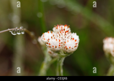 Flower bud of Mountain Everlasting or Catsfoot (Antennaria dioica), Burren, County Clare, Ireland, Europe Stock Photo