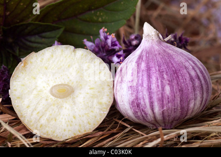 Elephant Garlic (Allium ampeloprasum), garlic variety Stock Photo