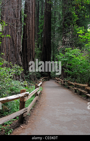 Hiking trail in Muir Woods National Park, California, USA, North America Stock Photo