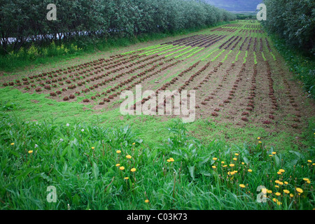 Red and green leaf lettuce on the field of an organic farm, Vallanes, Iceland, Europe Stock Photo