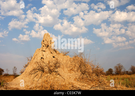 Termite hill under cumulus clouds in the Okavango Delta, Botswana, Africa Stock Photo