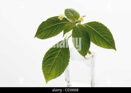Small Balsam or Small-flowered Touch-me-not (Impatiens parviflora)