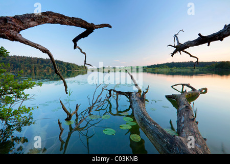 Old tree branches on Lake Mindelsee, Baden-Wuerttemberg, Germany, Europe