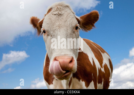 Cow (Bos taurus primigenius) Stock Photo