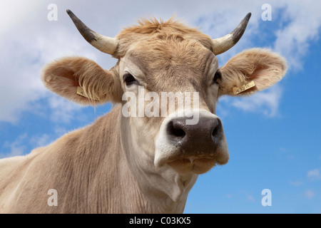 Cow (Bos taurus primigenius) Stock Photo