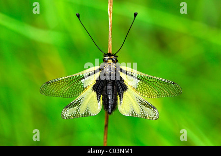 European Owlfly, Libelloides coccajus Stock Photo
