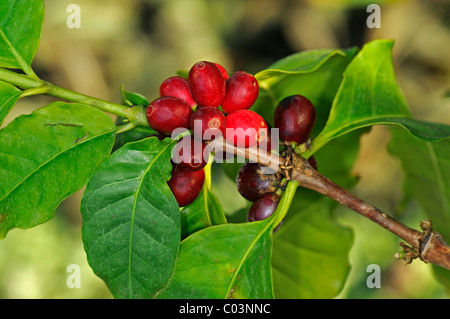 Branch of coffee plant with ripe fruits, Coffea arabica Stock Photo