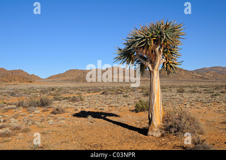 Landscape of a winter-rainfall desert with solitary Aloe tree, Goegap Nature Reserve, Namaqualand, South Africa Stock Photo