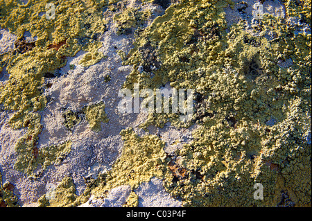 Lichens growing on rocks Stock Photo