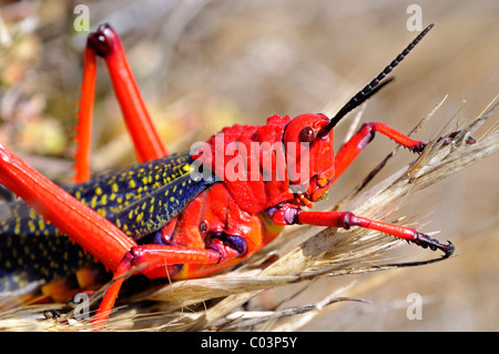 Common milkweed locust, Goegap Nature Reserve, Namaqualand, South Africa Stock Photo