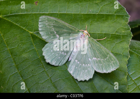 Large Emerald moth (Geometra papilonaria), at rest wings open, worn Stock Photo