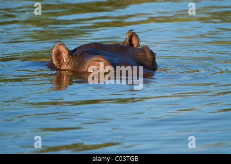 Close-up of Hippopotamus surfacing Stock Photo