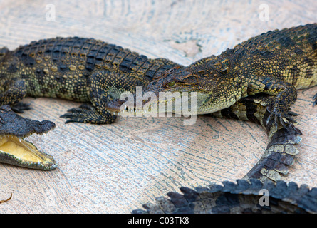 The Siamese crocodile (Crocodylus siamensis) in Crocodile Farm. Siem Reap. Cambodia. Asia Stock Photo