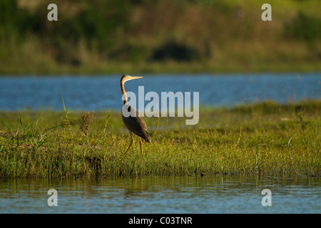 Purple heron South Africa Stock Photo