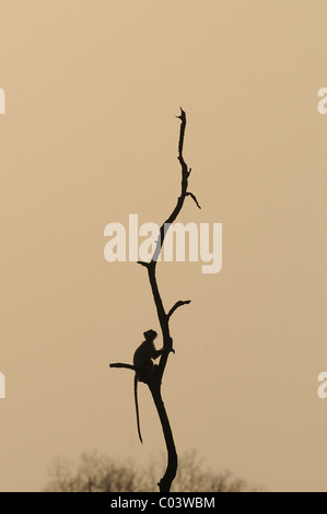 Silhouette of a langur monkey (Presbytis entellus) atop a dead tree in Jim Corbett Tiger Reserve, India Stock Photo