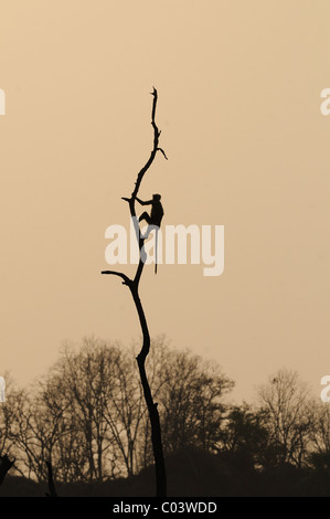 Silhouette of a langur monkey (Presbytis entellus) atop a dead tree in Jim Corbett Tiger Reserve, India Stock Photo