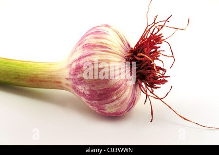Young garlic with roots and stems lying against the white background Stock Photo