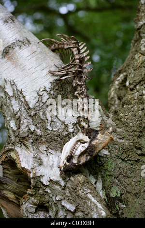 Muntjac Deer (Muntiacus reevesi) Skeleton in a Birch Tree, Berkhamsted Golf Course, Hertfordshire. Stock Photo