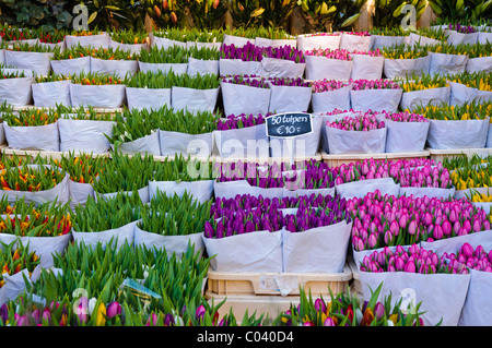 Tulips on sale at the Bloemenmakrt Flower Market in Amsterdam Stock Photo