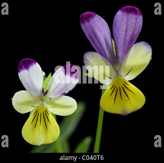 Johnny jump ups, also known as heartsease and wild pansies, Viola tricolor. Stock Photo