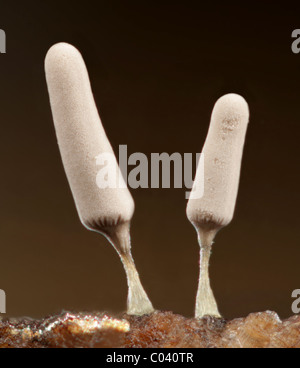 Fruiting bodies of a plasmodial slime mold, Arcyria cinerea. Stock Photo
