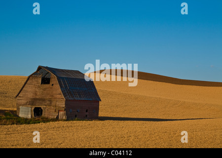 An old barn in a grain field against a blue sky Stock Photo