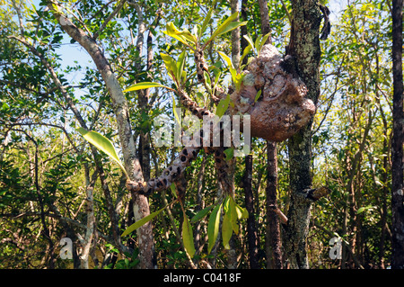 Ant plant (Myrmecodia sp.) growing on mangrove, Cairns, Queensland, Australia Stock Photo