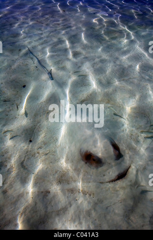 Stingray half-buried in sand in shallow water Stock Photo