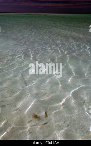 Stingray concealed under sand in shallow waters, with fish swimming by Stock Photo