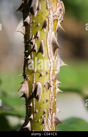 Close up of Rosebush Thorns. Stock Photo