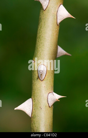 Close up of Rosebush Thorns. Stock Photo