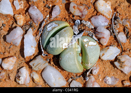 Argyroderma sp. in the quartz field of Knersvlakte, Namaqualand, South Africa Stock Photo