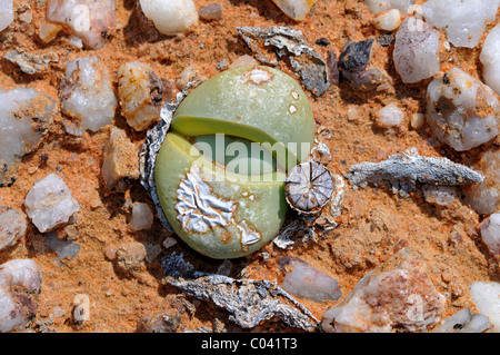 Argyroderma sp.with seed pod in the quartz field of Knersvlakte, Succulent Karoo, Namaqualand, South Africa Stock Photo