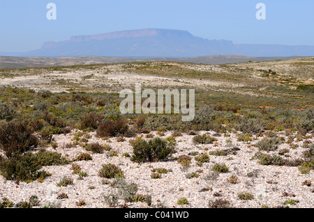 White quartz fields with typical succulent vegetation, Knersvlakte as part of the succulent karoo, Namaqualand, South Africa Stock Photo