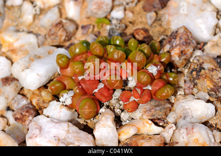 Oophytum oviforme, distribution restricted to the quartz fields of the Knersvlakte region, Namaqualand, South Africa Stock Photo