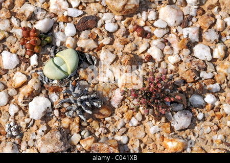 Dwarf succulents, quartz fields, Knersvlakte, Succulent Karoo, Namaqualand, South Africa Stock Photo