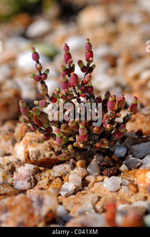 Brownanthus coralinus, quartz field, Knersvlakte, Succulent Karoo, Namaqualand, South Africa Stock Photo