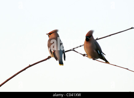 Two Waxwings, Bombycilla Garrulus perched on branch in Warwickshire, England Stock Photo