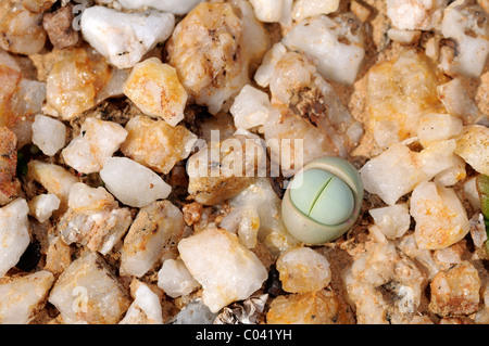 Argyroderma sp.,in the quarzfield of Knersvlakte, Succulent Karoo, Namaqualand, South Africa Stock Photo