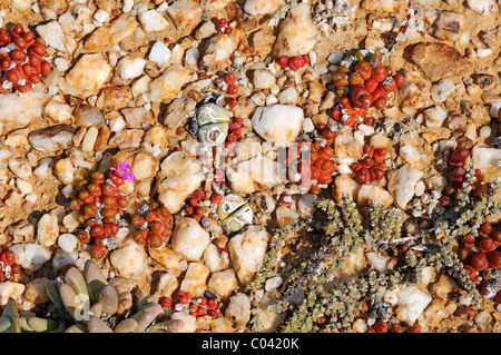 Oophytum oviforme, distribution restricted to the quartz fields of the Knersvlakte region, Namaqualand, South Africa Stock Photo